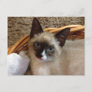 kitten post card