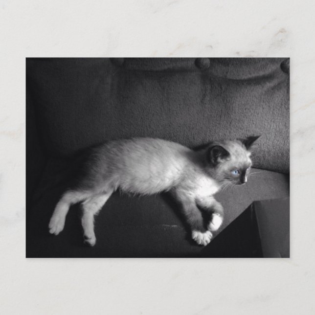 Kitten post card (Front)