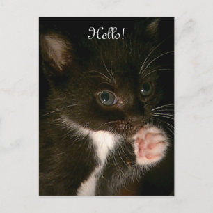 Kitten postcard