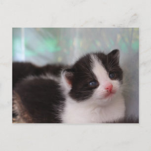 Kitten postcard