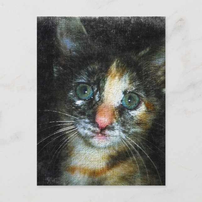 Kitten Postcard (Front)