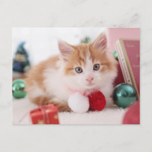Kitten Postcard