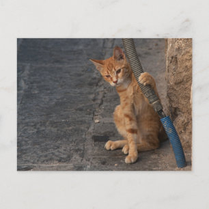 Kitten Postcard