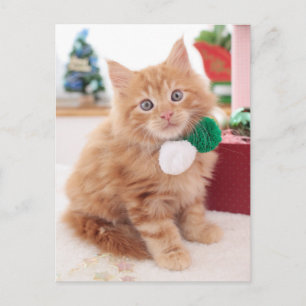 Kitten Postcard