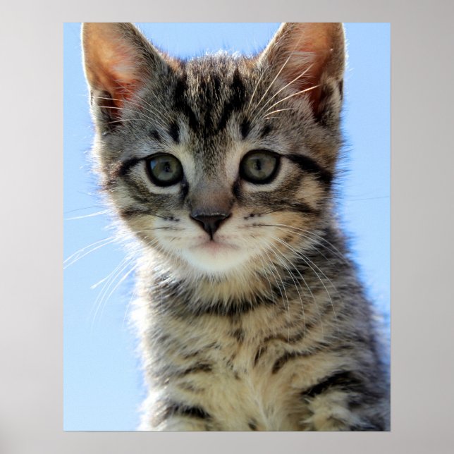 kitten poster (Front)