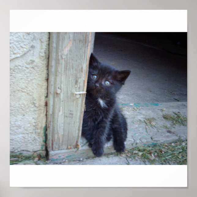 Kitten Poster (Front)