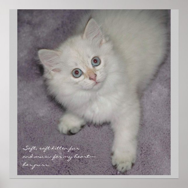 Kitten Poster (Front)