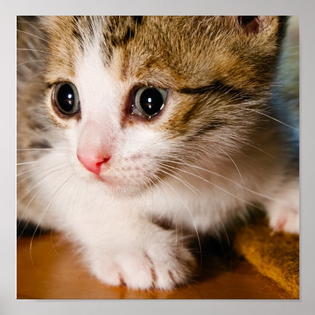 Kitten poster (Front)