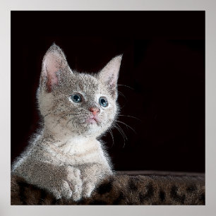 Kitten Poster