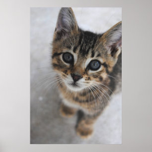 Kitten Print