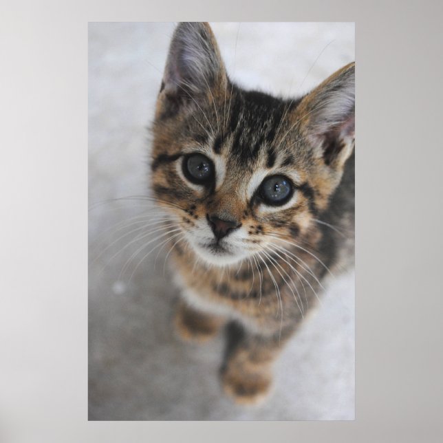 Kitten Print (Front)