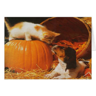 Kitten, Pumpkin and Puppy