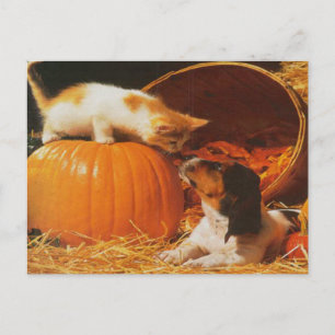 Kitten, Pumpkin and Puppy Postcard