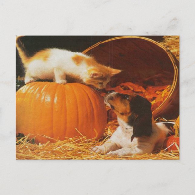Kitten, Pumpkin and Puppy Postcard (Front)