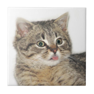 Kitten razzberry tile