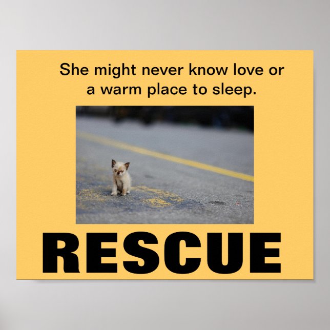 KITTEN RESCUE POSTER (Front)