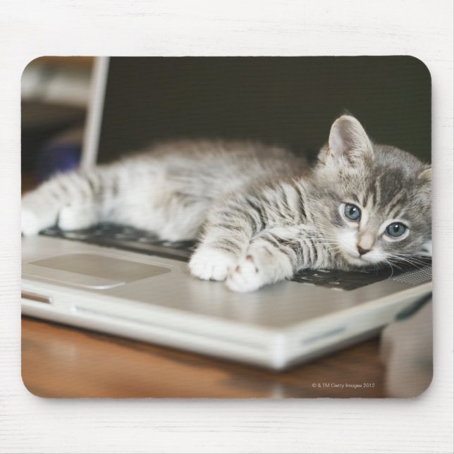 Kitten resting on laptop computer mouse mat (Front)