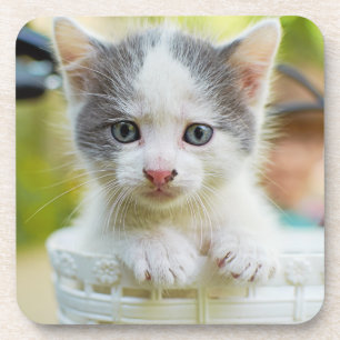 Kitten Rides A Bike Coaster