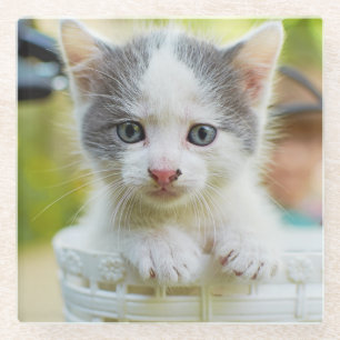 Kitten Rides A Bike Glass Coaster