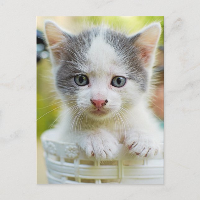 Kitten Rides A Bike Postcard (Front)