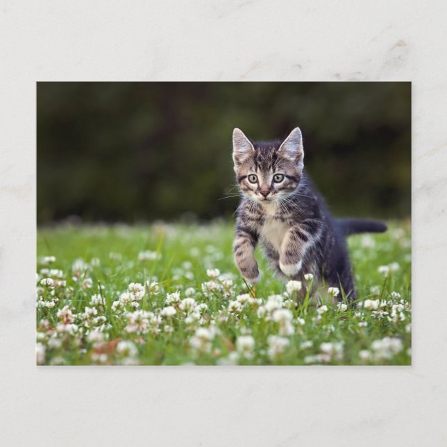 Kitten Running Through Clover Postcard (Front)