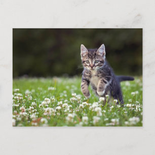 Kitten Running Through Clover Postcard