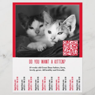 Kitten Selling Flyer