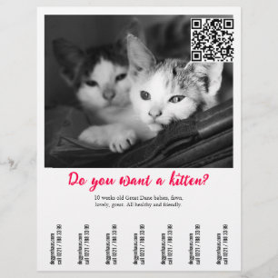 Kitten Selling Flyer
