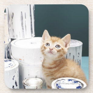 Kitten sitting amongst paint tins coaster