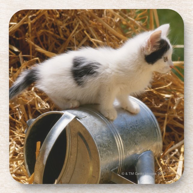 Kitten sitting on top of watering can coaster (Front)