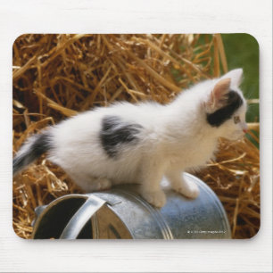 Kitten sitting on top of watering can mouse mat
