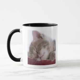 Kitten Sleeping in Bowl 2 Mug