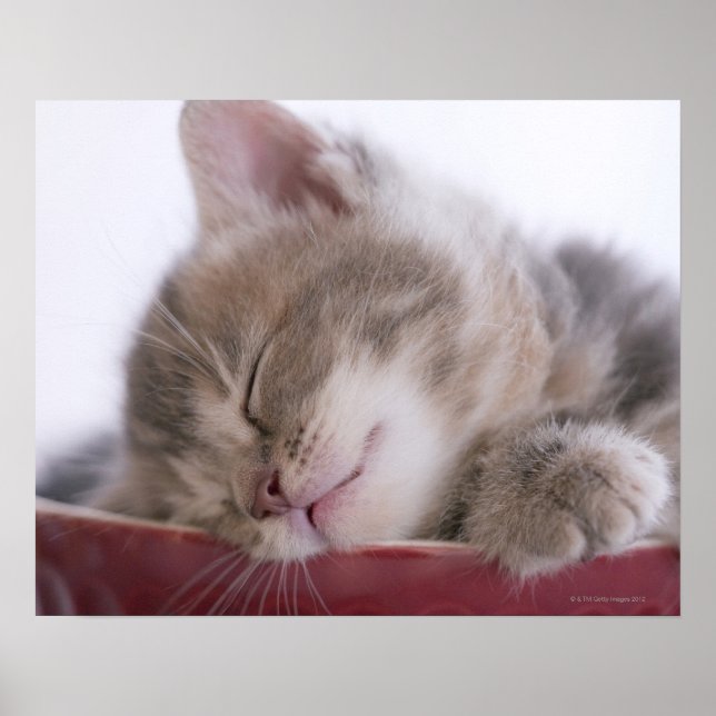 Kitten Sleeping in Bowl 2 Poster (Front)
