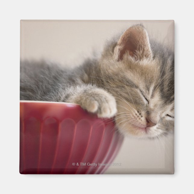 Kitten Sleeping in Bowl Magnet (Front)
