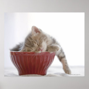 Kitten Sleeping in Bowl Poster