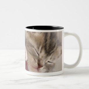 Kitten Sleeping in Bowl Two-Tone Coffee Mug