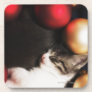 Kitten sleeping in decorations coaster