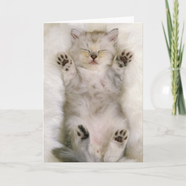 Kitten Sleeping on a White Fluffy Carpet, High Card (Front)
