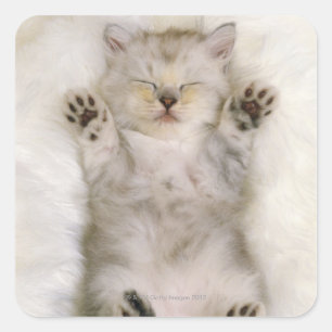 Kitten Sleeping on a White Fluffy Carpet, High Square Sticker