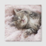 Kitten Sleeping on Towel Magnet<br><div class="desc">Kitten Sleeping on Towel | C.O.T/a.collectionRF | AssetID: 108746250</div>