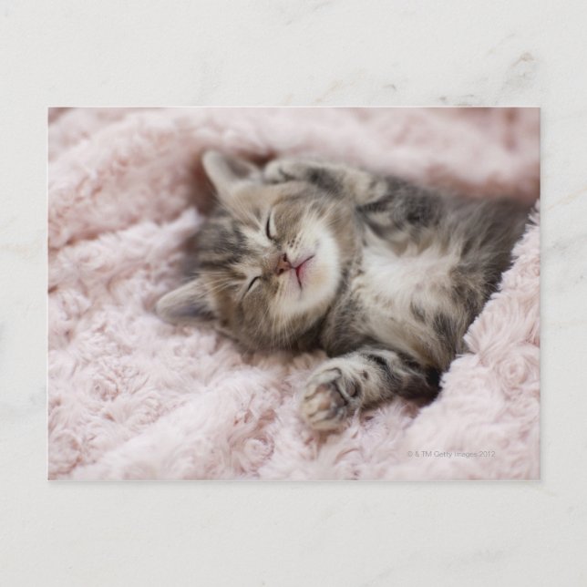 Kitten Sleeping on Towel Postcard (Front)