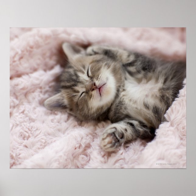 Kitten Sleeping on Towel Poster (Front)