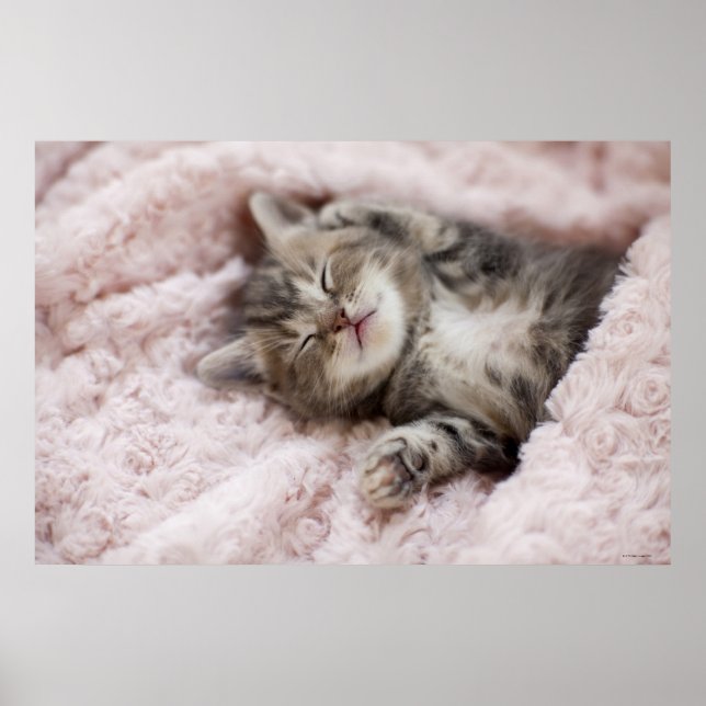 Kitten Sleeping on Towel Poster (Front)