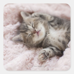 Kitten Sleeping on Towel Square Sticker
