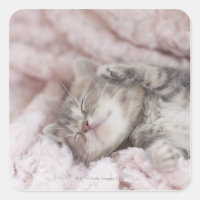 Kitten Sleeping on Towel