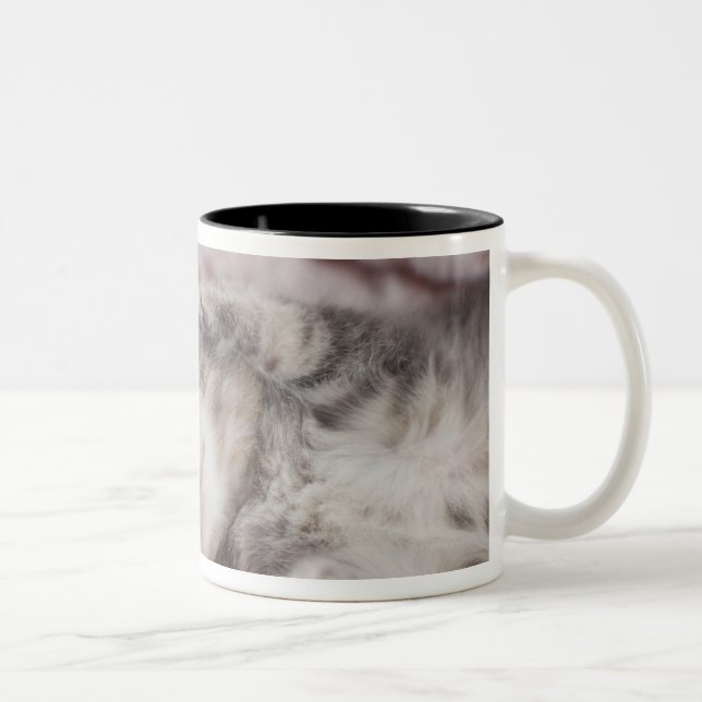 Kitten Sleeping on Towel Two-Tone Coffee Mug (Right)