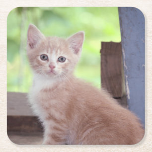 Kitten square paper coaster