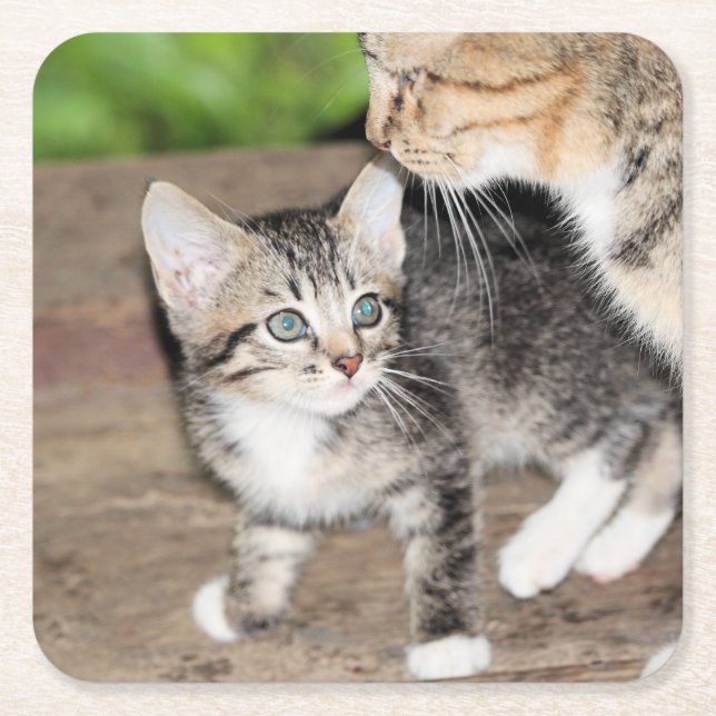 Kitten Square Paper Coaster (Front)