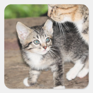 Kitten Square Sticker