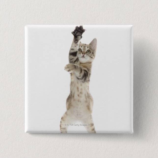 Kitten standing on back paws 15 cm square badge (Front)